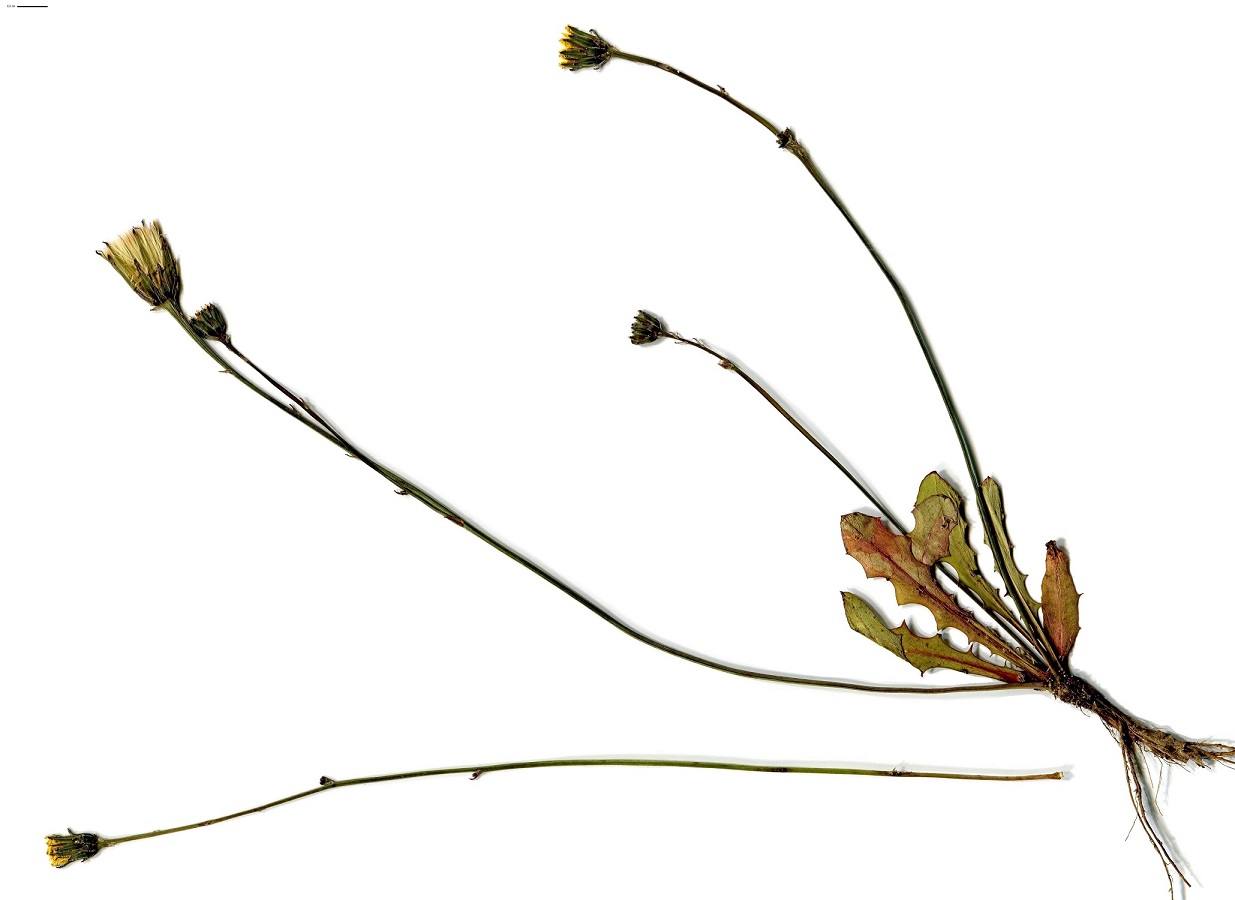 Hypochaeris glabra (Asteraceae)